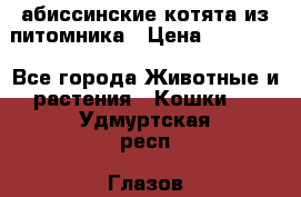 абиссинские котята из питомника › Цена ­ 15 000 - Все города Животные и растения » Кошки   . Удмуртская респ.,Глазов г.